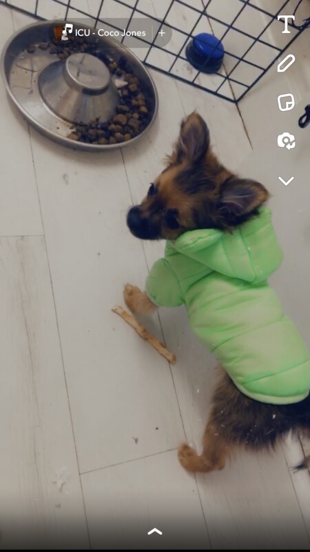 Pomeranian puppies for sale in London, City of London, Greater London – 1 year old - Image 4 of 11