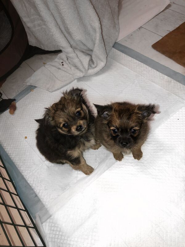 Pomeranian puppies for sale in London, City of London, Greater London – 1 year old - Image 5 of 11