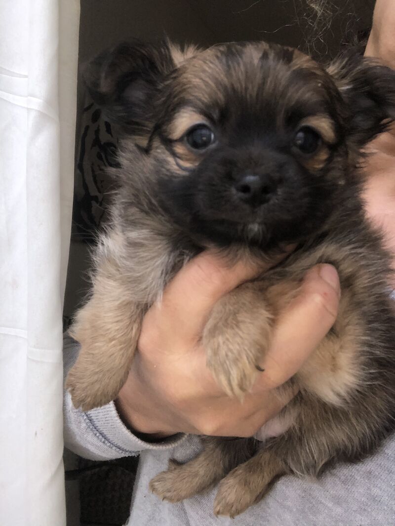Pomeranian puppies for sale in London, City of London, Greater London – 1 year old - Image 6 of 11