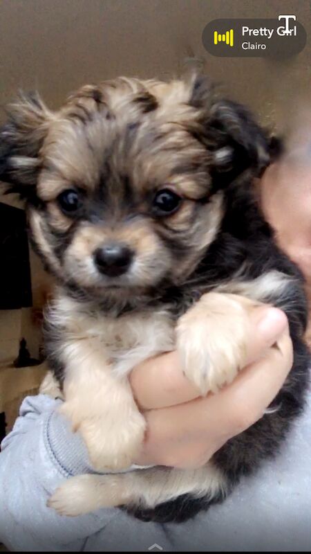 Pomeranian puppies for sale in London, City of London, Greater London – 1 year old - Image 7 of 11