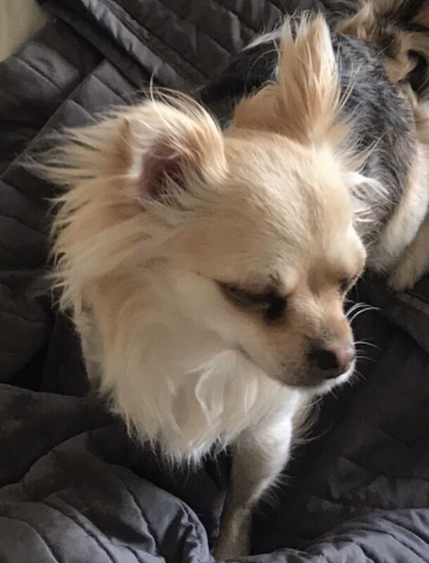 Pomeranian puppies for sale in London, City of London, Greater London – 1 year old - Image 8 of 11