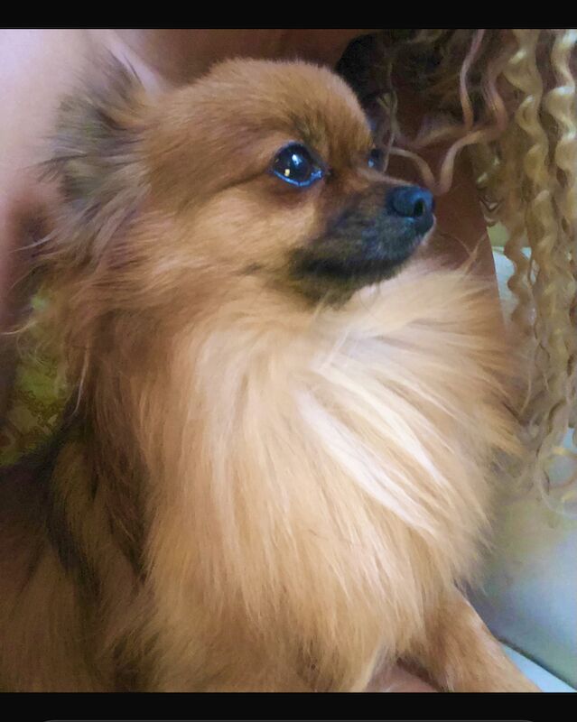 Pomeranian puppies for sale in London, City of London, Greater London – 1 year old - Image 9 of 11