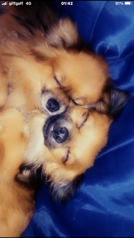 Pomeranian puppies for sale in London, City of London, Greater London – 1 year old - Image 11 of 11