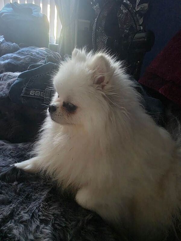 Beautiful white pomeranian for sale