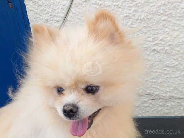 Pomeranian puppies for sale in Ballymena, County Antrim – KC registered, 4 years old - Image 2 of 3