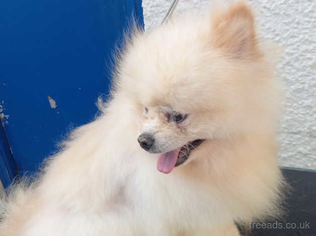 Pomeranian puppies for sale in Ballymena, County Antrim – KC registered, 4 years old - Image 3 of 3