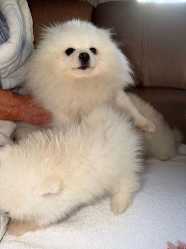 Beautiful White Pomeranian Puppies – 2 Boys & 1 Girl - Image 2 of 5