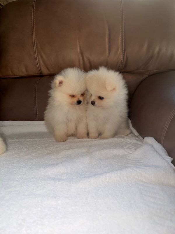Beautiful White Pomeranian Puppies – 2 Boys & 1 Girl - Image 3 of 5