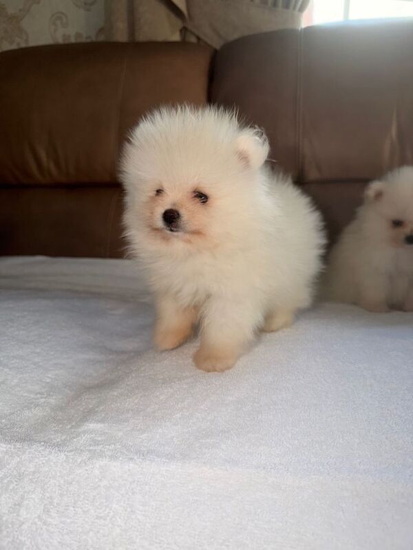 Beautiful White Pomeranian Puppies – 2 Boys & 1 Girl - Image 4 of 5