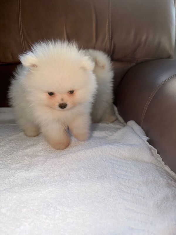 Beautiful White Pomeranian Puppies – 2 Boys & 1 Girl - Image 5 of 5