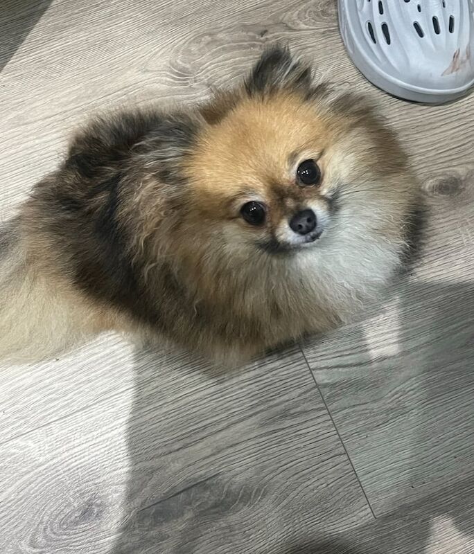 Bella for sale cute TINY xs pomeranian for sale in Denton, Greater Manchester