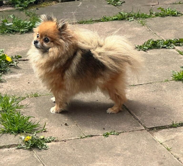 Bella for sale cute TINY xs pomeranian for sale in Denton, Greater Manchester | Image 2