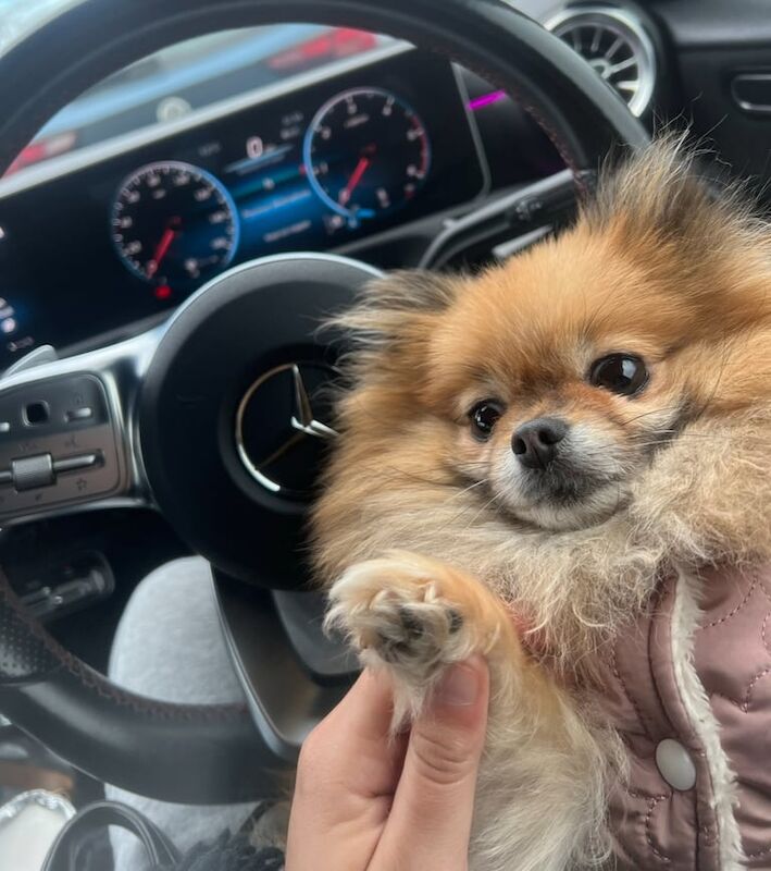 Bella for sale cute TINY xs pomeranian for sale in Denton, Greater Manchester | Image 3
