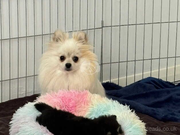 Pomeranian puppies for sale in Huntingdon, Cambridgeshire – KC registered, 1 year old - Image 1 of 4
