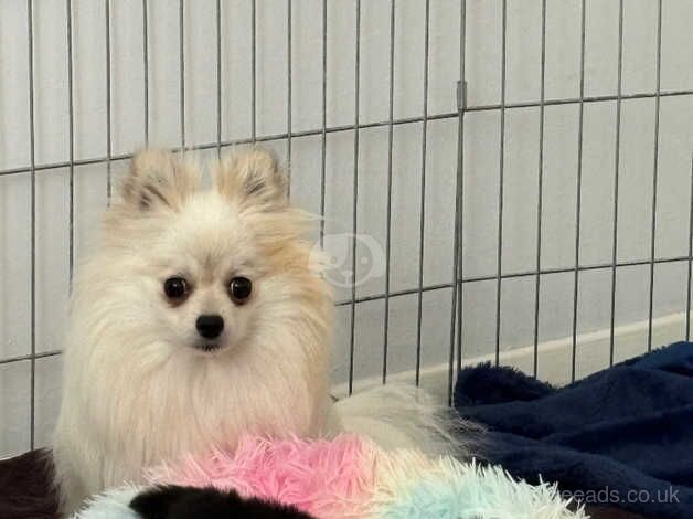 Pomeranian puppies for sale in Huntingdon, Cambridgeshire – KC registered, 1 year old - Image 2 of 4
