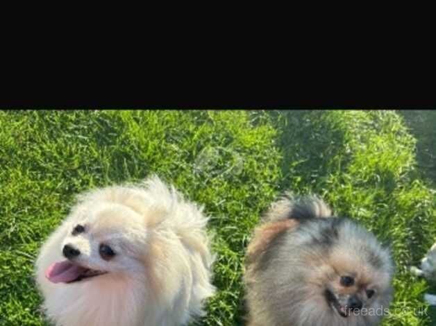 Pomeranian puppies for sale in Huntingdon, Cambridgeshire – KC registered, 1 year old - Image 3 of 4