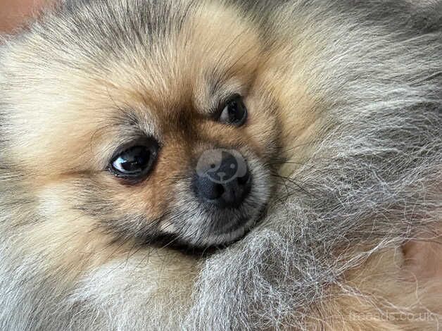 Pomeranian puppies for sale in Huntingdon, Cambridgeshire – KC registered, 1 year old - Image 4 of 4