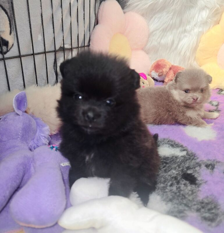 Pomeranian puppies for sale in Tonbridge, Kent – 9 weeks old