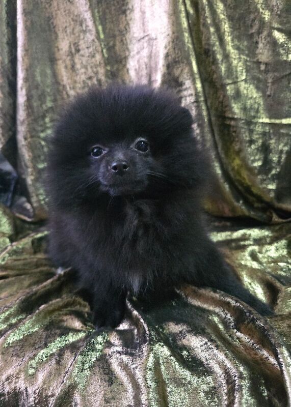 Pomeranian puppies for sale in Tonbridge, Kent – 10 weeks old - Image 4 of 9