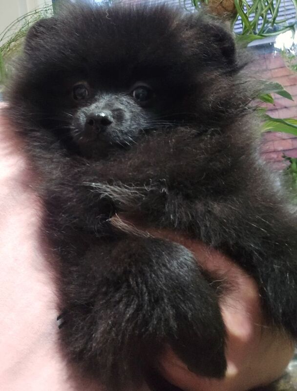 Pomeranian puppies for sale in Tonbridge, Kent – 10 weeks old - Image 6 of 9