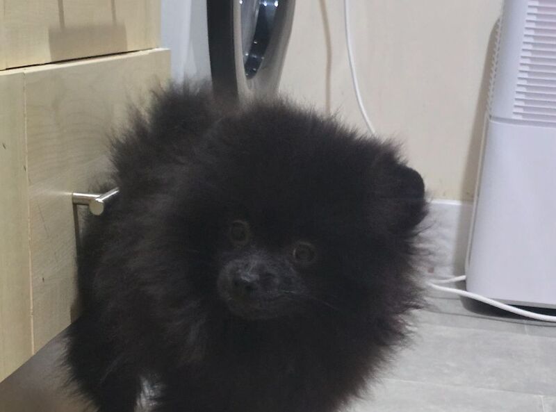 Pomeranian puppies for sale in Tonbridge, Kent – 10 weeks old - Image 8 of 9