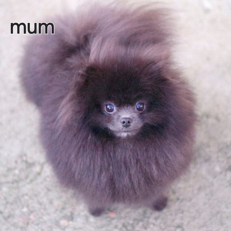 Pomeranian puppies for sale in Tonbridge, Kent – 10 weeks old - Image 9 of 9