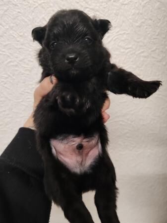 Black Pomeranian puppies for sale in London - Image 1