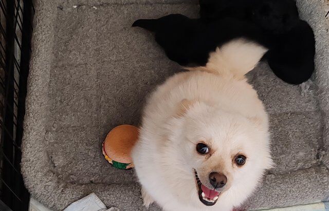 Black Pomeranian puppies for sale in London - Image 4