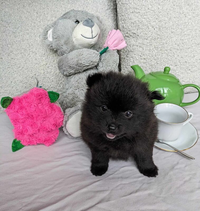Black Pomeranian Puppies for sale in Stockport, Greater Manchester | Image 1