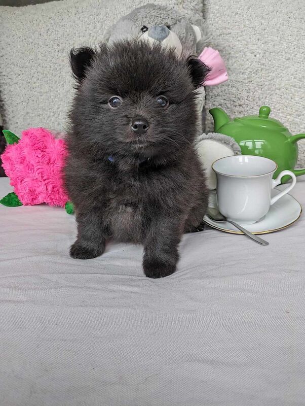 Black Pomeranian Puppies for sale in Stockport, Greater Manchester | Image 2