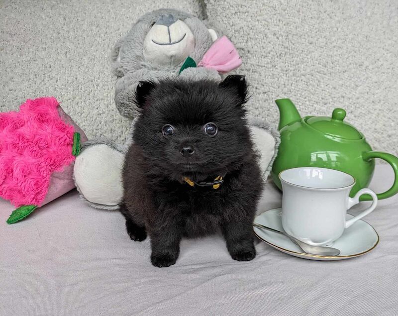 Black Pomeranian Puppies for sale in Stockport, Greater Manchester | Image 3