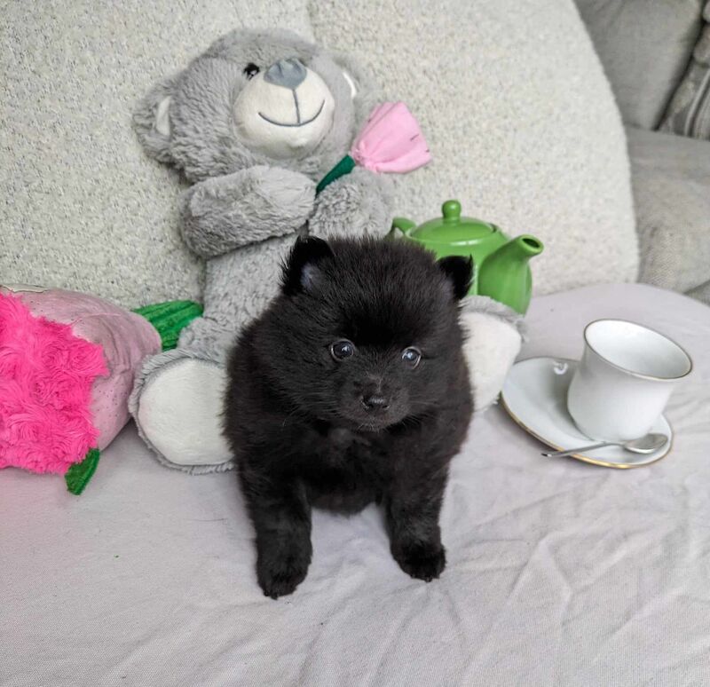 Pomeranian puppies for sale in Stockport, Greater Manchester – 1 year old - Image 4 of 9