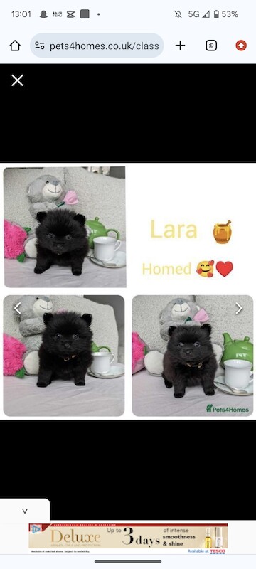 Pomeranian puppies for sale in Stockport, Greater Manchester – 1 year old - Image 9 of 9