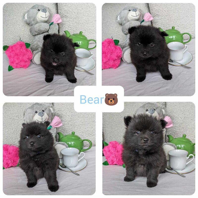 Pomeranian puppies for sale in Stockport, Greater Manchester – 1 year old - Image 6 of 9
