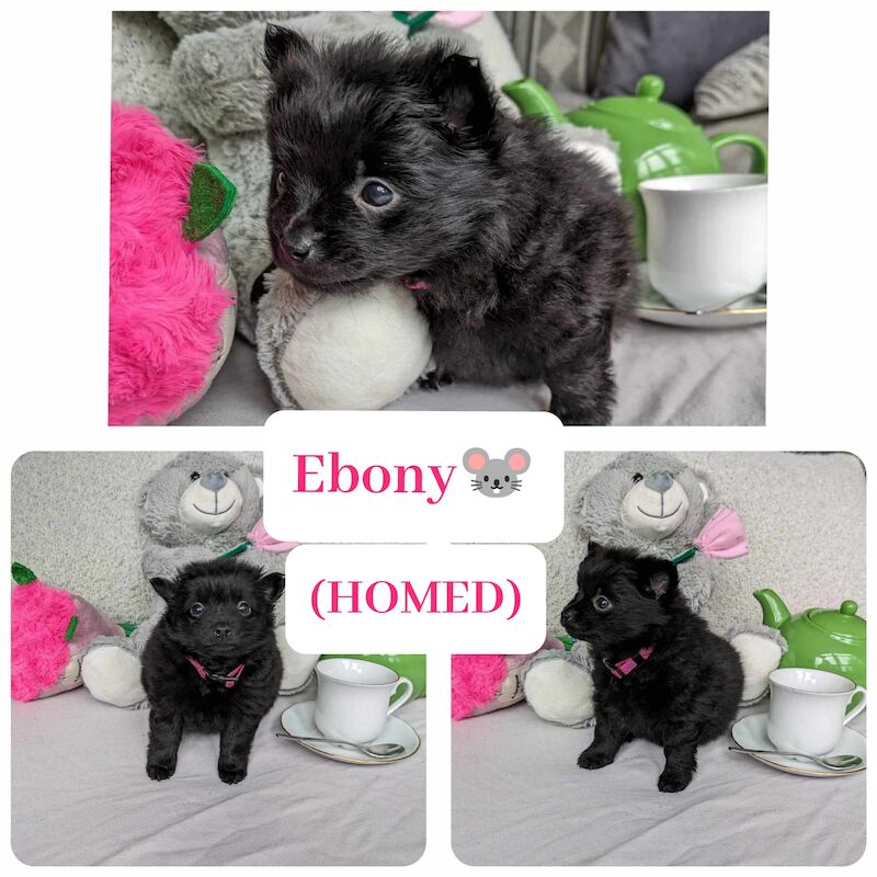 Pomeranian puppies for sale in Stockport, Greater Manchester – 1 year old - Image 7 of 9