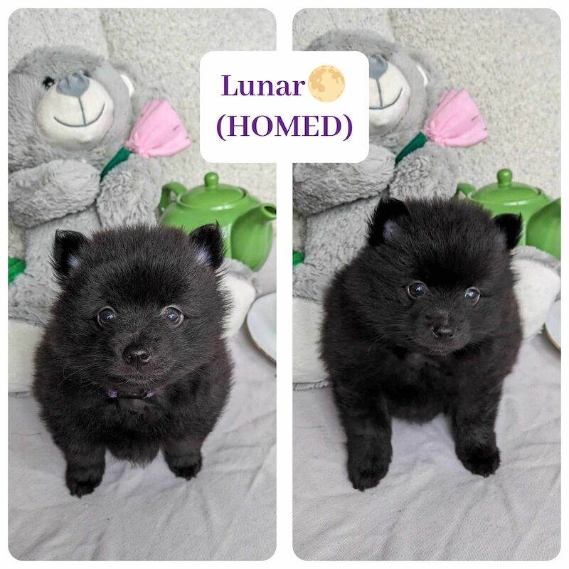 Pomeranian puppies for sale in Stockport, Greater Manchester – 1 year old - Image 8 of 9