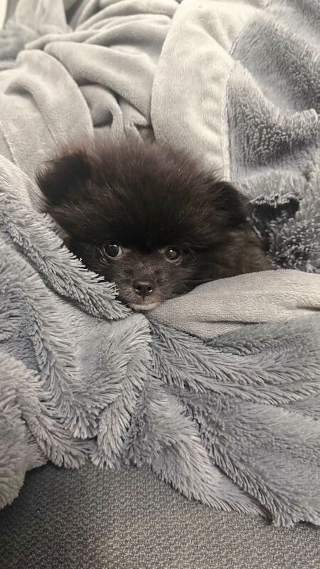 Pomeranian puppies for sale in Wembley, Greater London – 11 weeks old