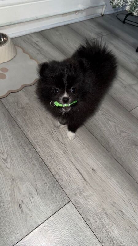 Pomeranian puppies for sale in Wembley, Greater London – 12 weeks old - Image 2 of 2
