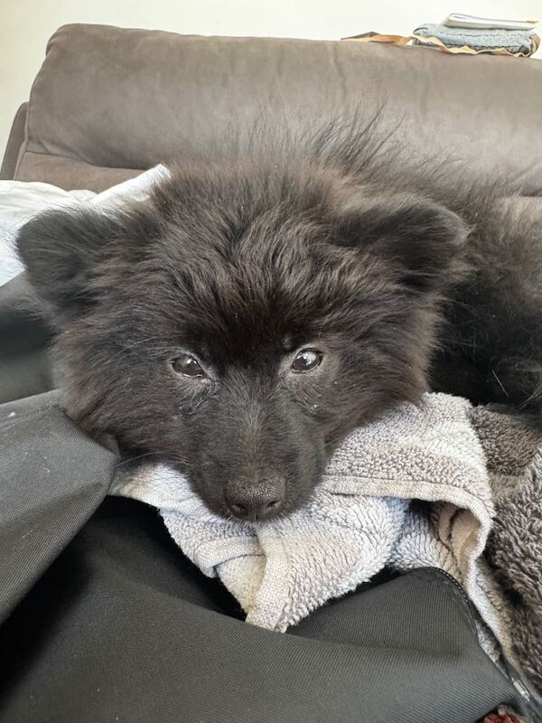 Pomeranian Puppies For Sale Under £1,000