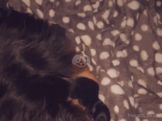 Pomeranian puppies for sale in Exeter, Devon – 9 months old - Image 1 of 3