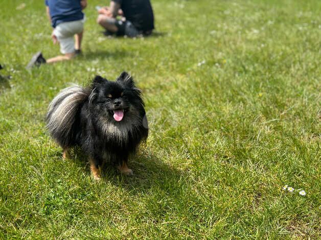 Pomeranian puppies for sale in Exeter, Devon – 9 months old - Image 2 of 3