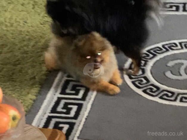 Pomeranian puppies for sale in Exeter, Devon – 9 months old - Image 3 of 3