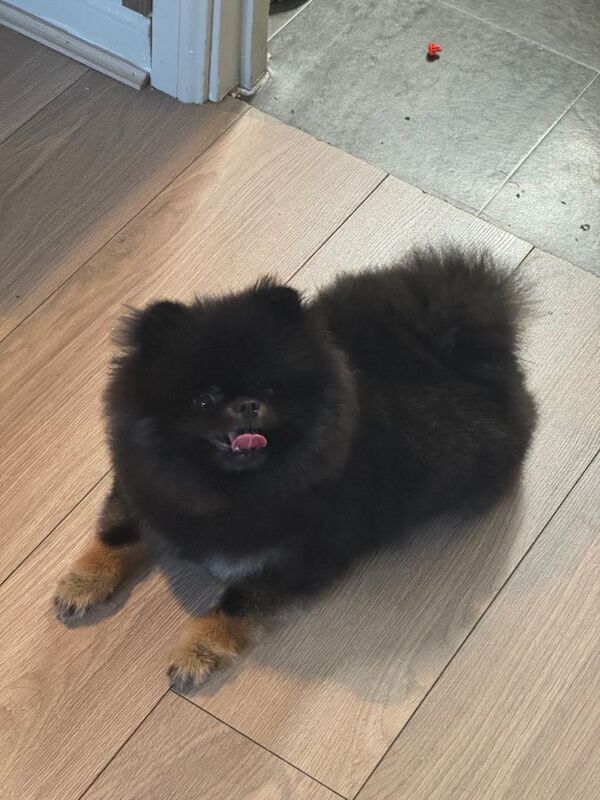 Pomeranian puppies for sale in Patchway, Gloucestershire – KC registered, 8 months old