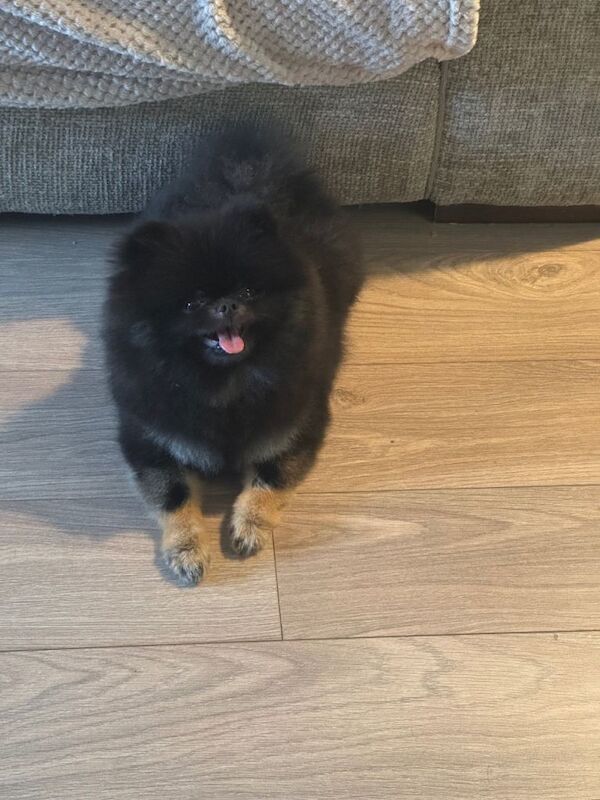 Pomeranian puppies for sale in Patchway, Gloucestershire – KC registered, 8 months old - Image 2 of 4