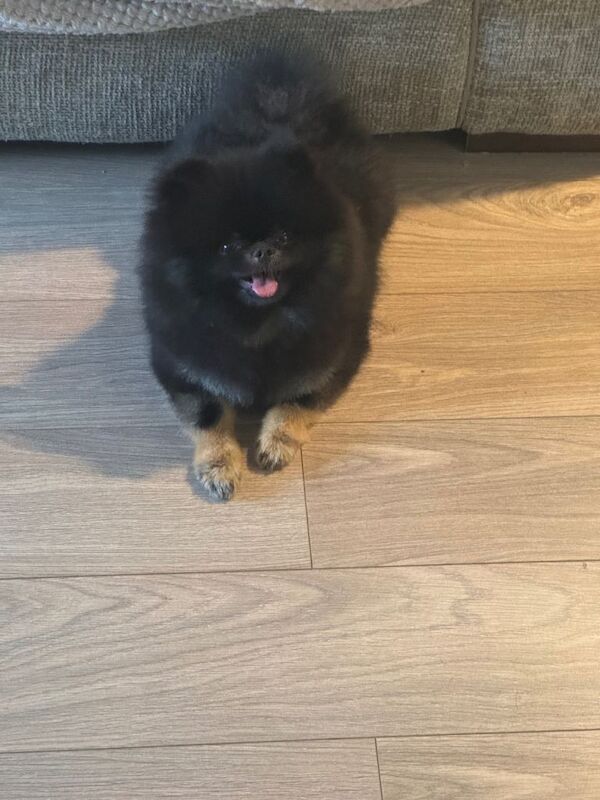 Pomeranian puppies for sale in Patchway, Gloucestershire – KC registered, 8 months old - Image 3 of 4