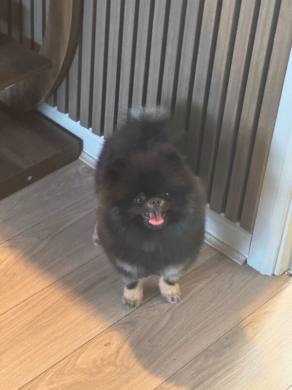 Pomeranian puppies for sale in Patchway, Gloucestershire – KC registered, 8 months old - Image 4 of 4