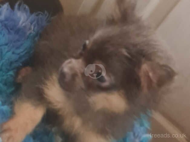 Pomeranian puppies for sale in Denbigh/Dinbych, Denbighshire – 1 year old - Image 1 of 5