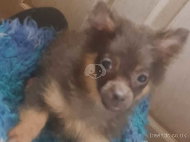 Pomeranian puppies for sale in Denbigh/Dinbych, Denbighshire – 1 year old - Image 2 of 5