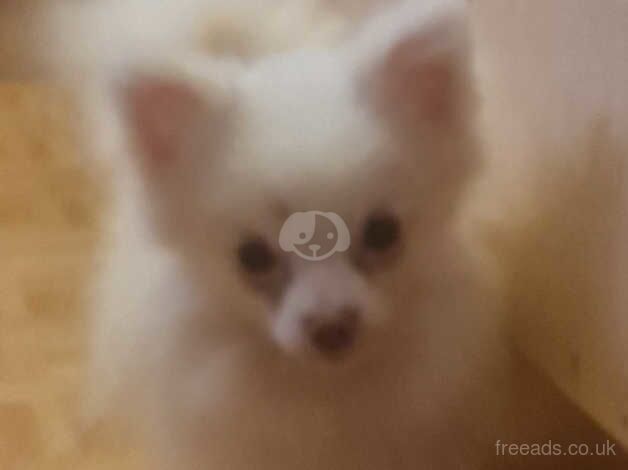 Pomeranian puppies for sale in Denbigh/Dinbych, Denbighshire – 1 year old - Image 4 of 5
