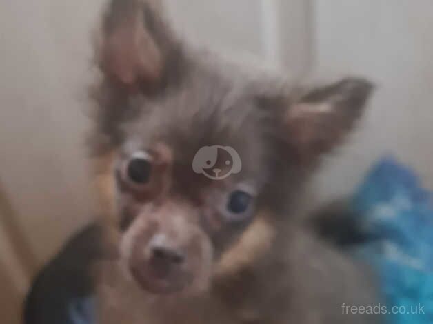 Pomeranian puppies for sale in Denbigh/Dinbych, Denbighshire – 1 year old - Image 5 of 5